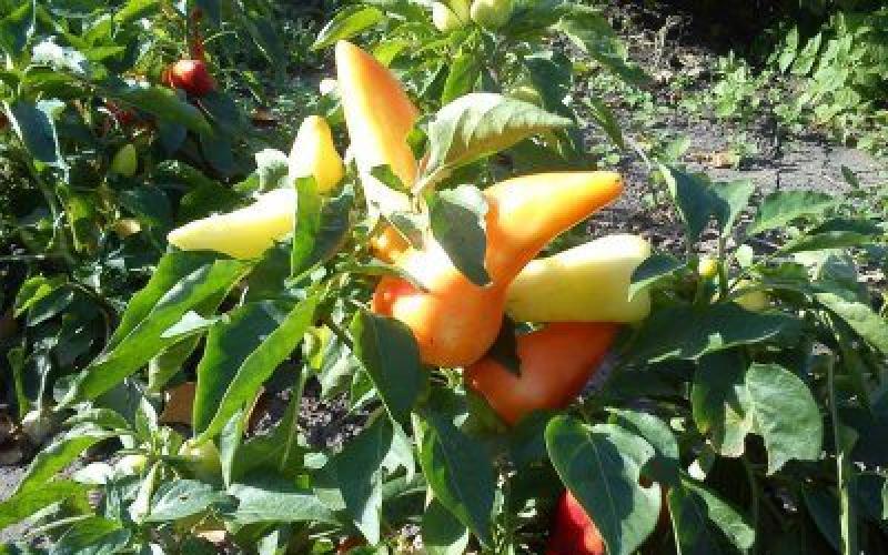 Odrůdy papriky pro skleníky: nejlepší, rané, produktivní Největší odrůdy papriky pro skleníky