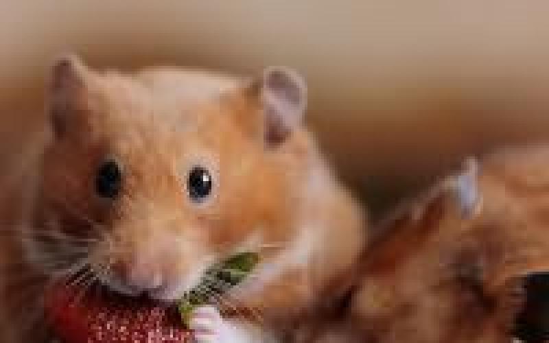 Pourquoi les petits hamsters rêvent-ils beaucoup ?