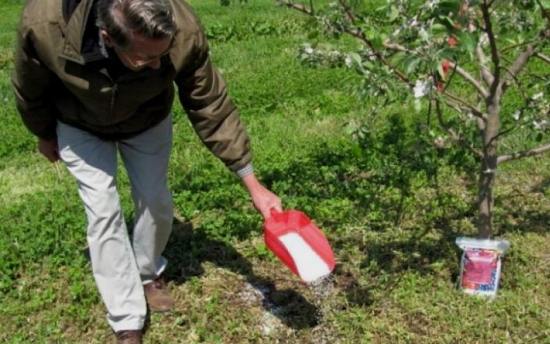 Hnojení stromů a keřů: na jaře, na podzim a v létě;  podstata, výpočet a aplikace hnojení