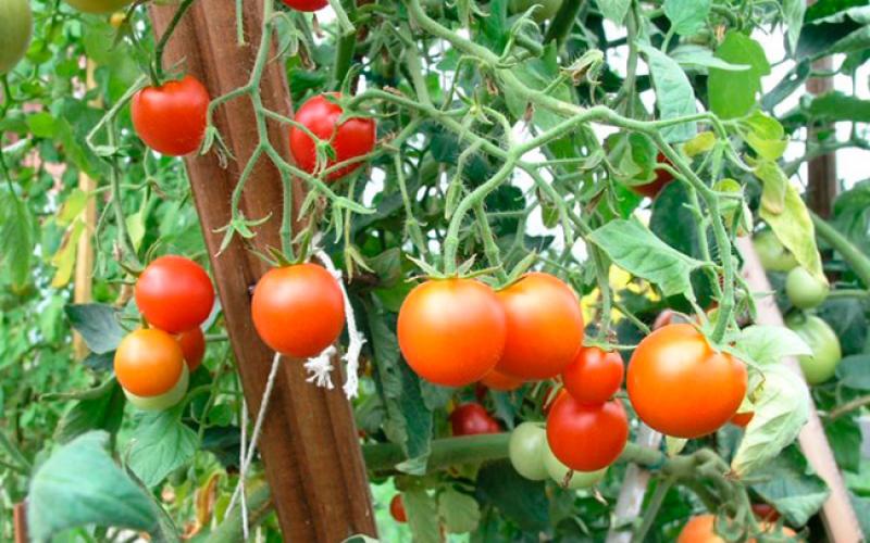 گوجه فرنگی باغ سیبری: دانه های انتخاب مولد