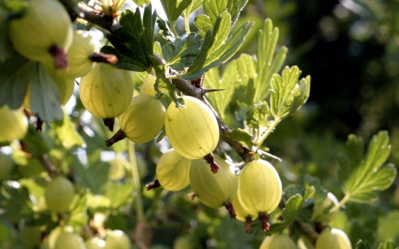 قوانین و توصیه های اساسی برای رشد انگور فرنگی