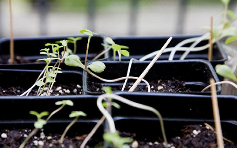 Cultiver et planter des zinnia (majors) à partir de graines - prendre soin des plants allongés